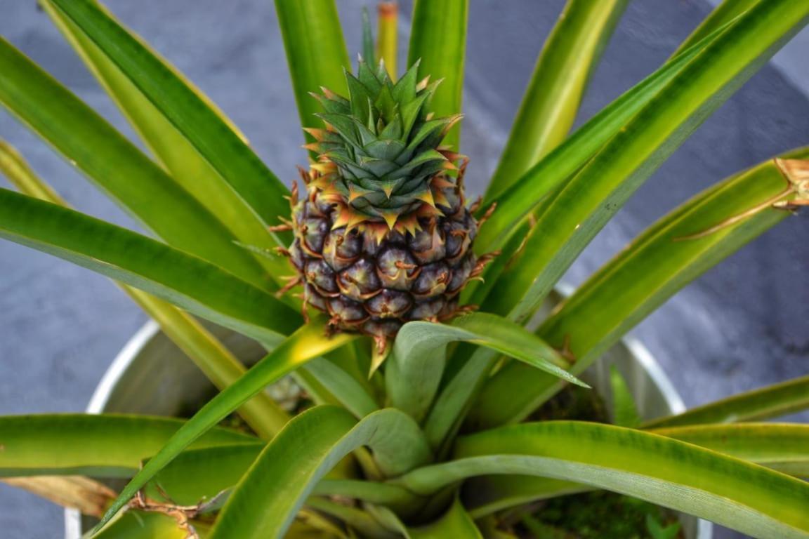 Selvatica Alojamiento Eco (Adults Only) 麦德林 外观 照片